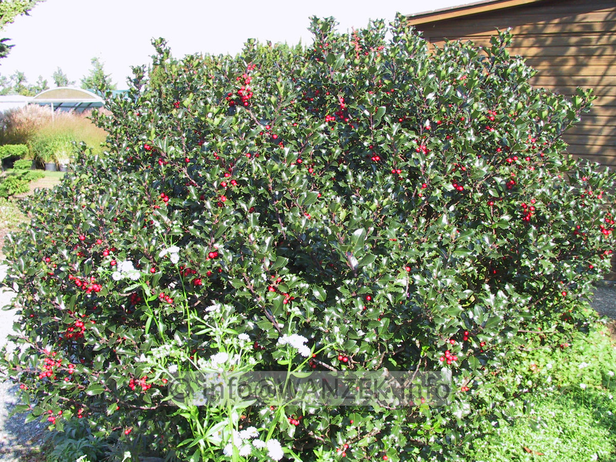 Ilex meserveae Blue Angel 02.JPG